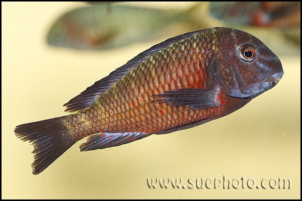 Tropheus sp. 'red' Lupota